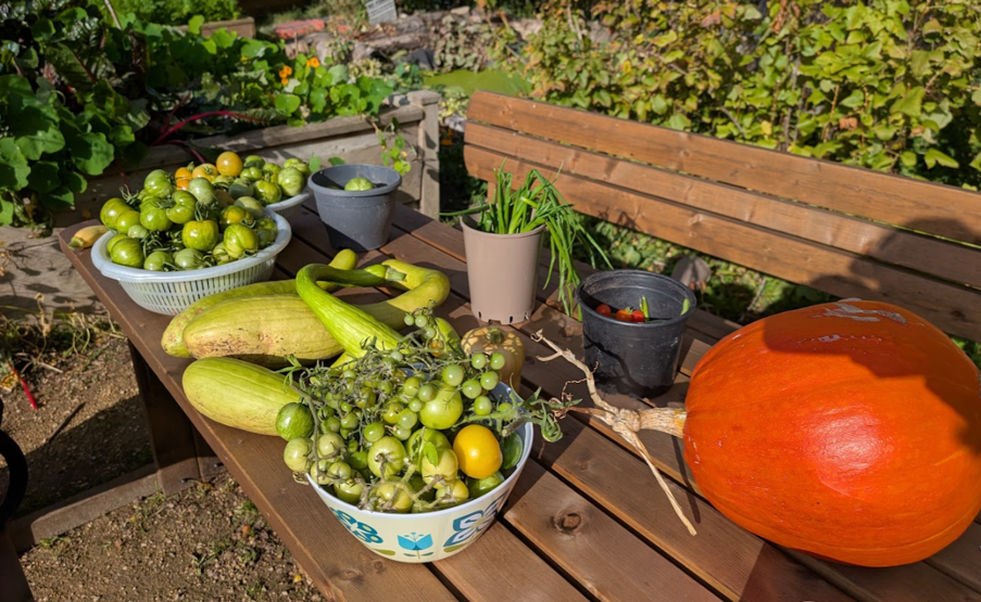 Lots of autumn harvest including pumpkins, other squash, and green tomatoes sit on a wooden outdoor table in a garden in the sunshine.