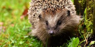 Photo of a hedgehog