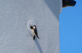 House martin perched on nest brick ©Hugh Hastings