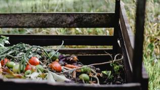 A compost pile with tomatoes and other vegetables