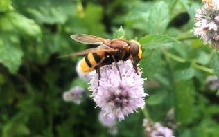 Bee on a purple flower