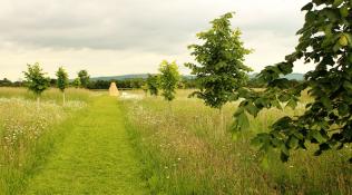A wild meadow with a path mowed through the middle of it and lined with young trees, that leads to a large stone at the end.