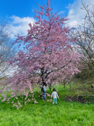 Two children play on the bright green grass under a pink blossom tree on a sunny, blue-sky day.