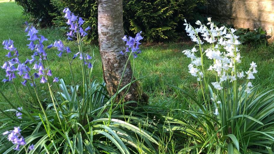 Photo of tree with bluebells growing underneath