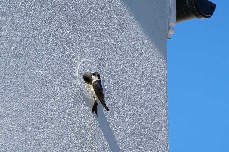 House martin perched on nest brick ©Hugh Hastings