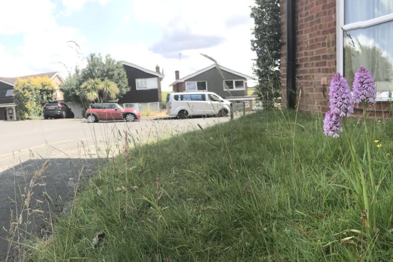 Flowers growing wild in a lawn