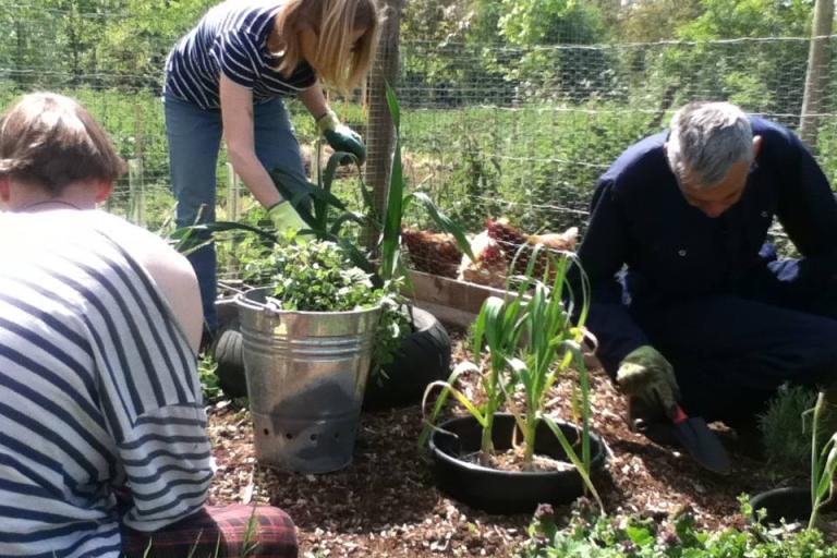 Three people surrounded by greenery on a sunny day, working around a patch of soil to plant some vegetables. Three chickens are visible in a pen behind the people.