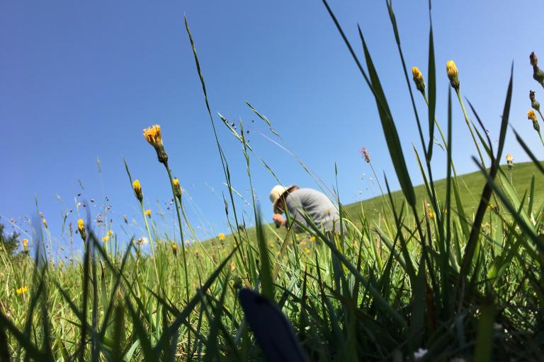 A photo taken low down in some grass, of a person standing in a field on a bright, sunny day.