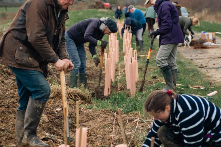 A group of people working on planting a row of young trees.