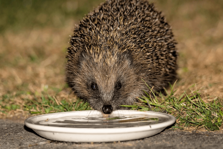 A hedgehog drinks from a plate of water and sits on parched, dry grass in a heatwave.