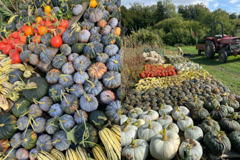 A garden is shown with an enormous harvest of various pumpkins and other squashes, all in different colours.